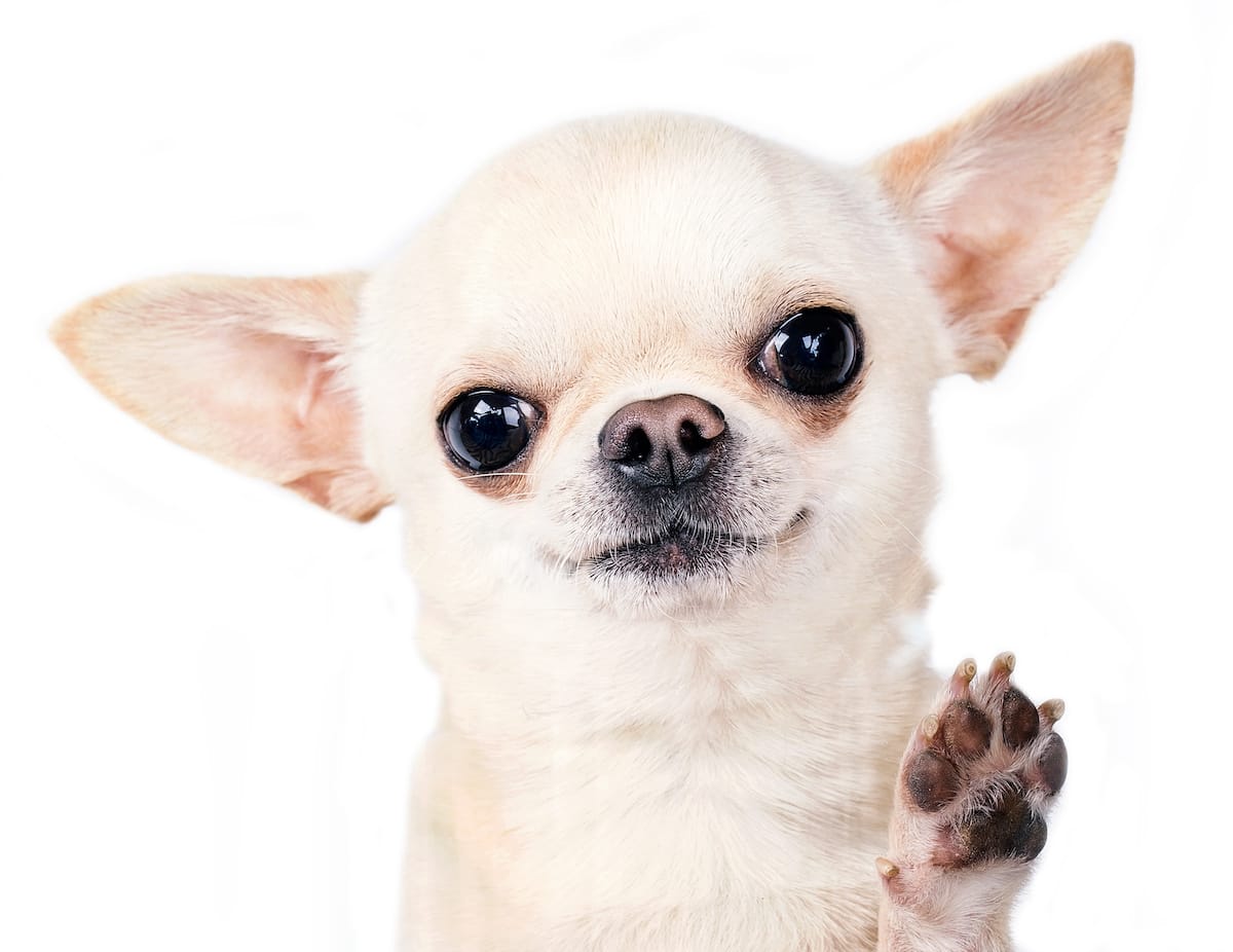Chihuahua - poradnik dla waścicieli psów tej rasy - Hubun