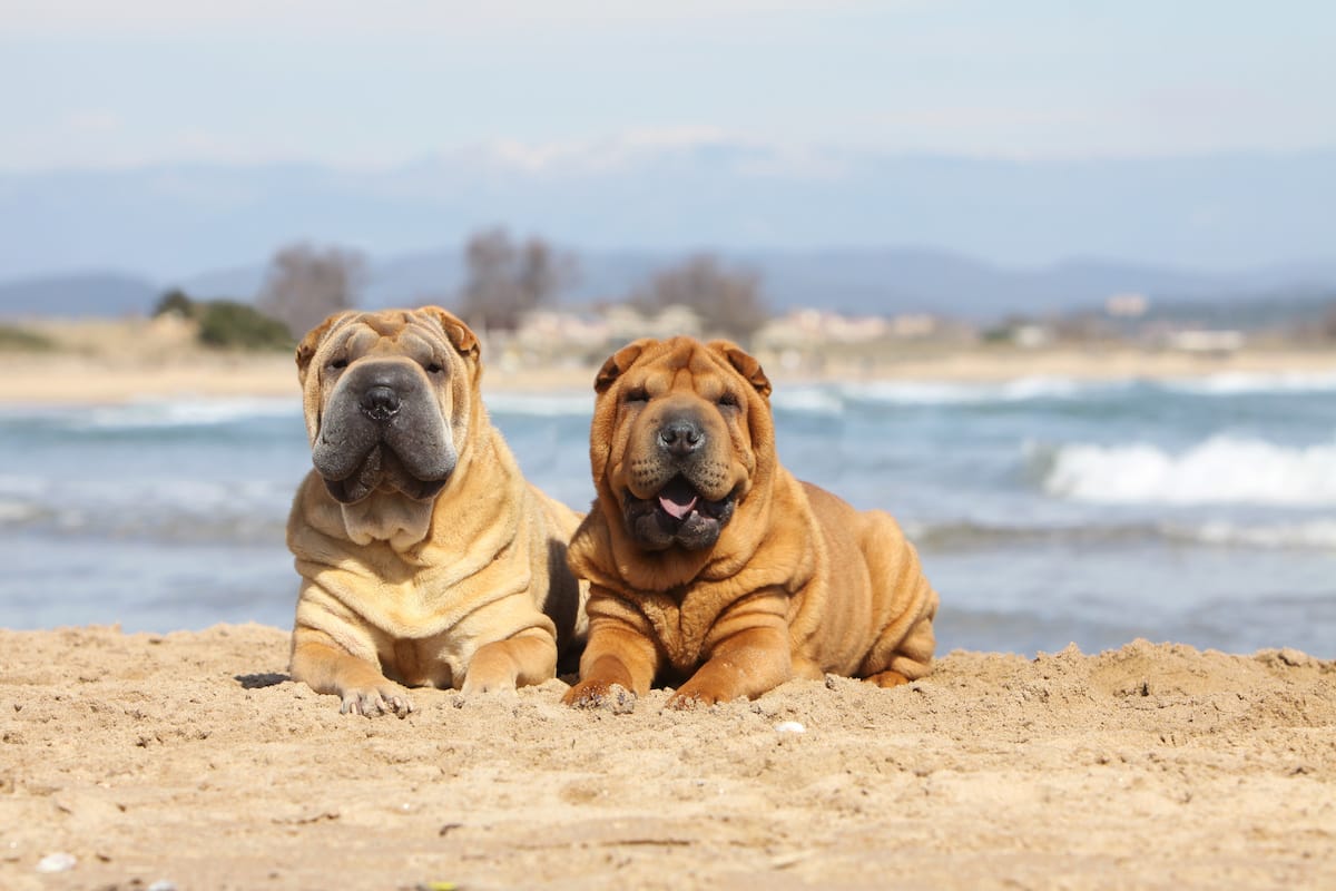 dwa psy shar pei na plaży