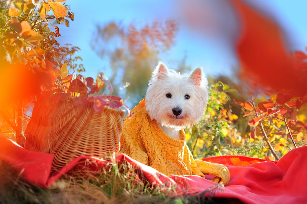 pies white terrier w swetrze
