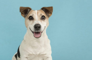 Jack Russell Terrier