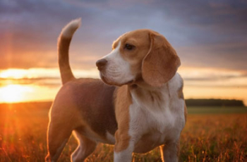 Beagle