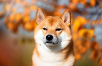 Shiba Inu