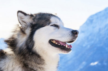 Alaskan Malamute