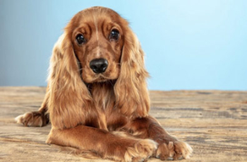 Cocker spaniel angielski