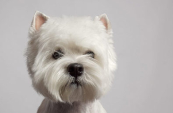 West highland white terrier