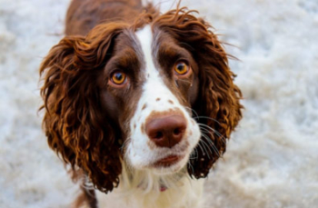 Springer spaniel