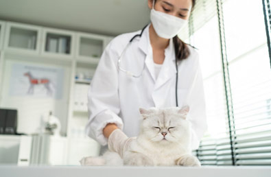 Dlaczego kot wymiotuje? Jak zapobiegać wymiotom u kota i jak je leczyć?
