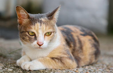 Jak rozpoznać płeć kota? Jakie są różnice między kocurami a kotkami?