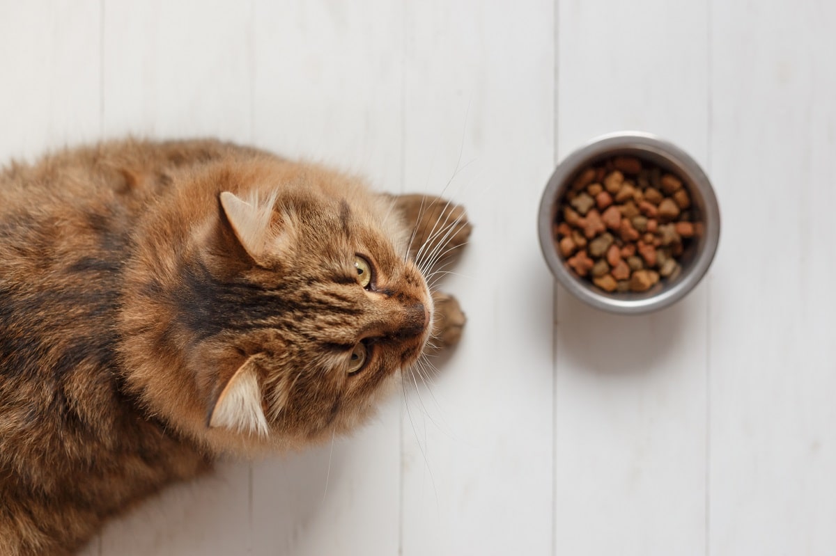 Tabela żywienia kota – porady i wskazówki