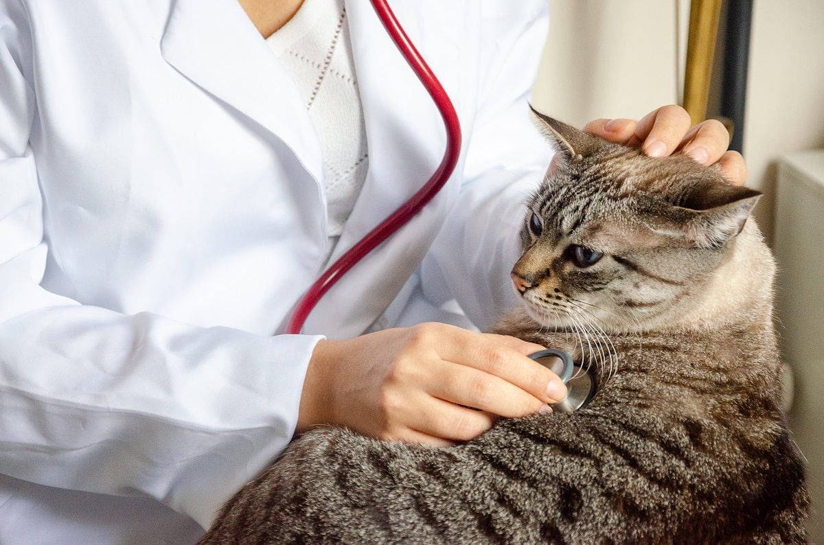 Cukrzyca u kota – wszystko, co musisz wiedzieć o kocim diabetyku