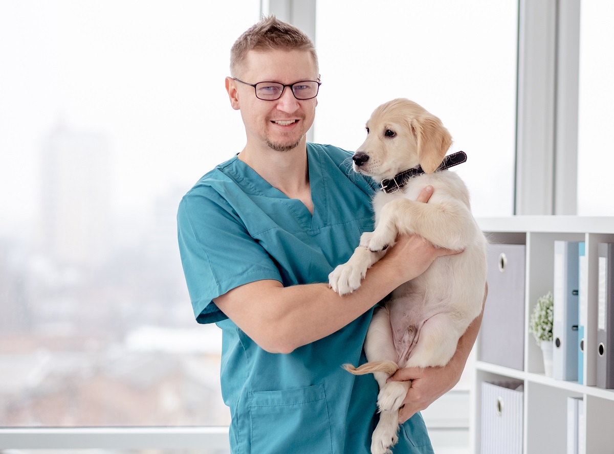 Cukrzyca u psa – przyczyny, objawy, sposoby leczenia