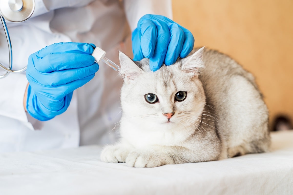 Czyszczenie uszu kota – czy jest konieczne? Jak czyścić kocie uszy?