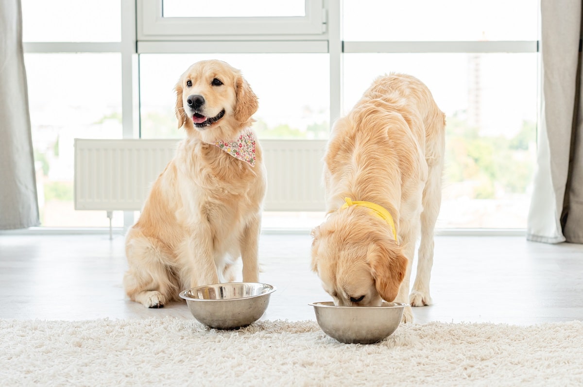 Dawkowanie karmy dla psa - jak obliczyć prawidłową porcję?