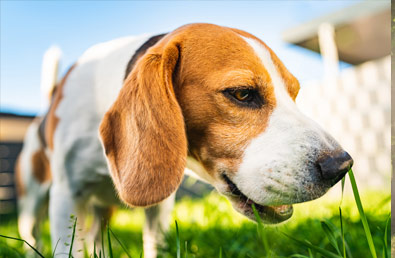 Dlaczego pies je trawę? Czy może?