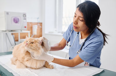 Świerzb u kota – objawy, przyczyny, leczenie