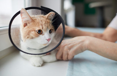 Kastracja kota – wszystko, co powinieneś wiedzieć przed zabiegiem