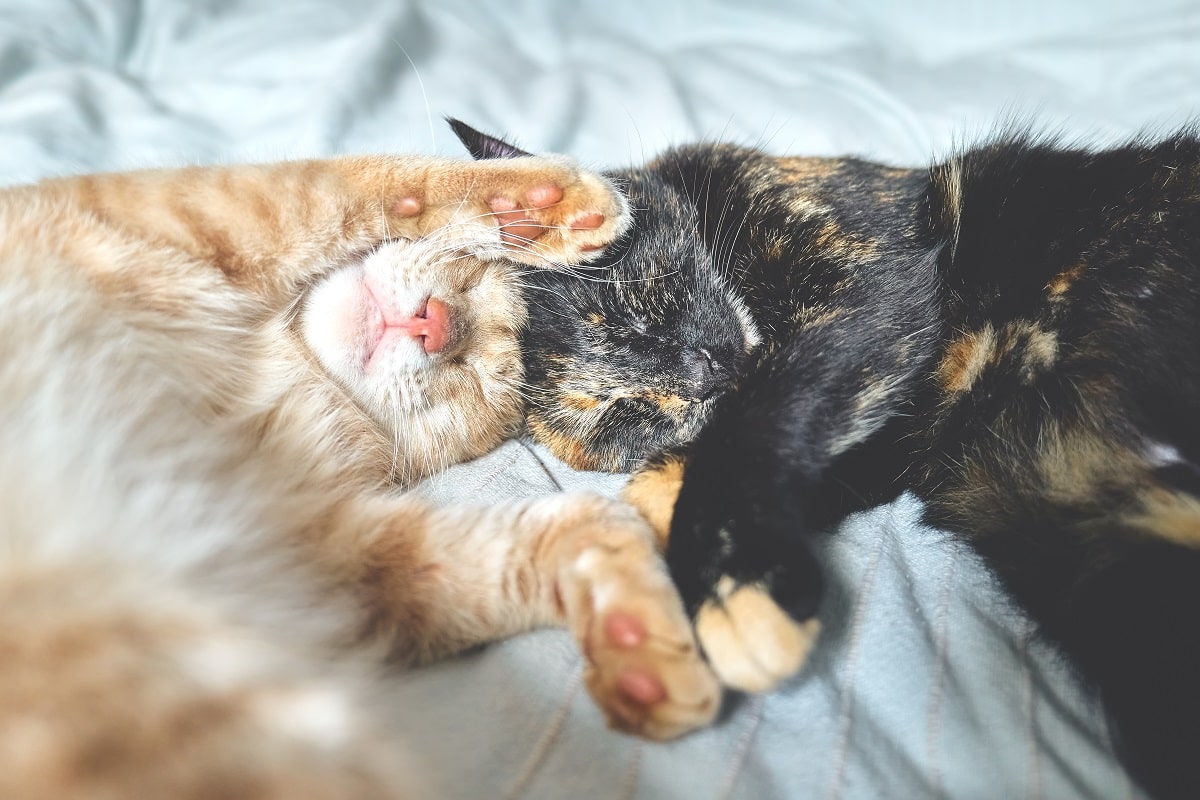 Dwa koty w domu – na co zwrócić uwagę, adoptując drugiego kota?