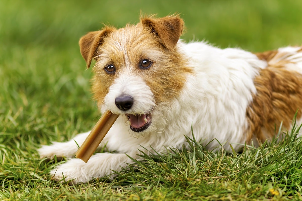 Czy psy mają mleczaki? Wszystko, co musisz wiedzieć o wymianie zębów u psów