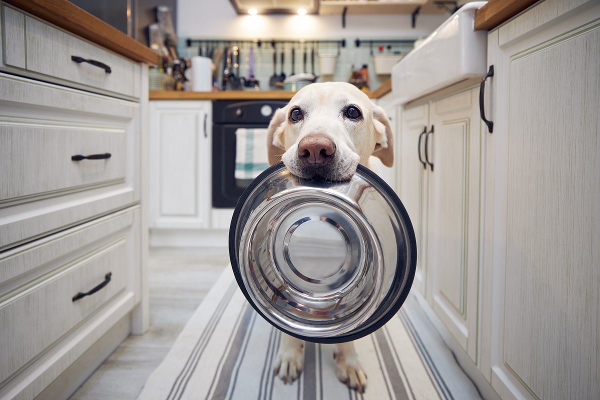 Ranking karm dla psów – jaką wybrać?