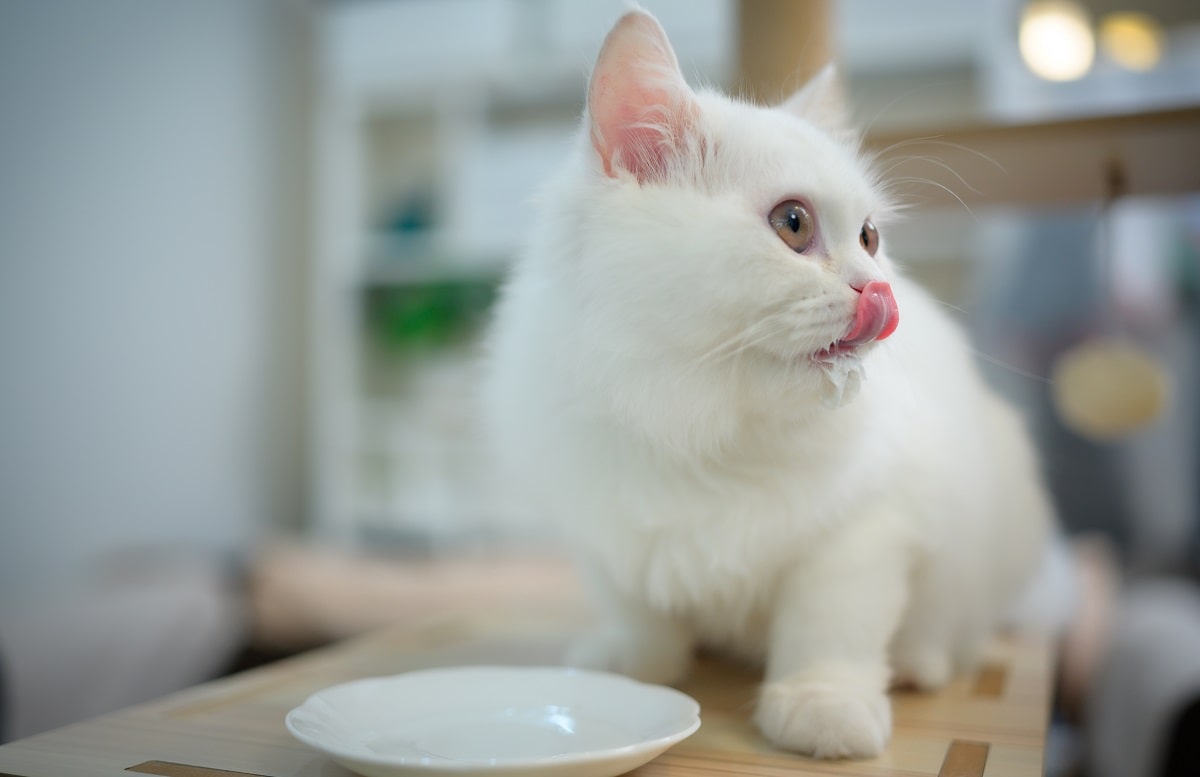 Ile razy dziennie karmić małego kotka? Wszystko o diecie kociąt