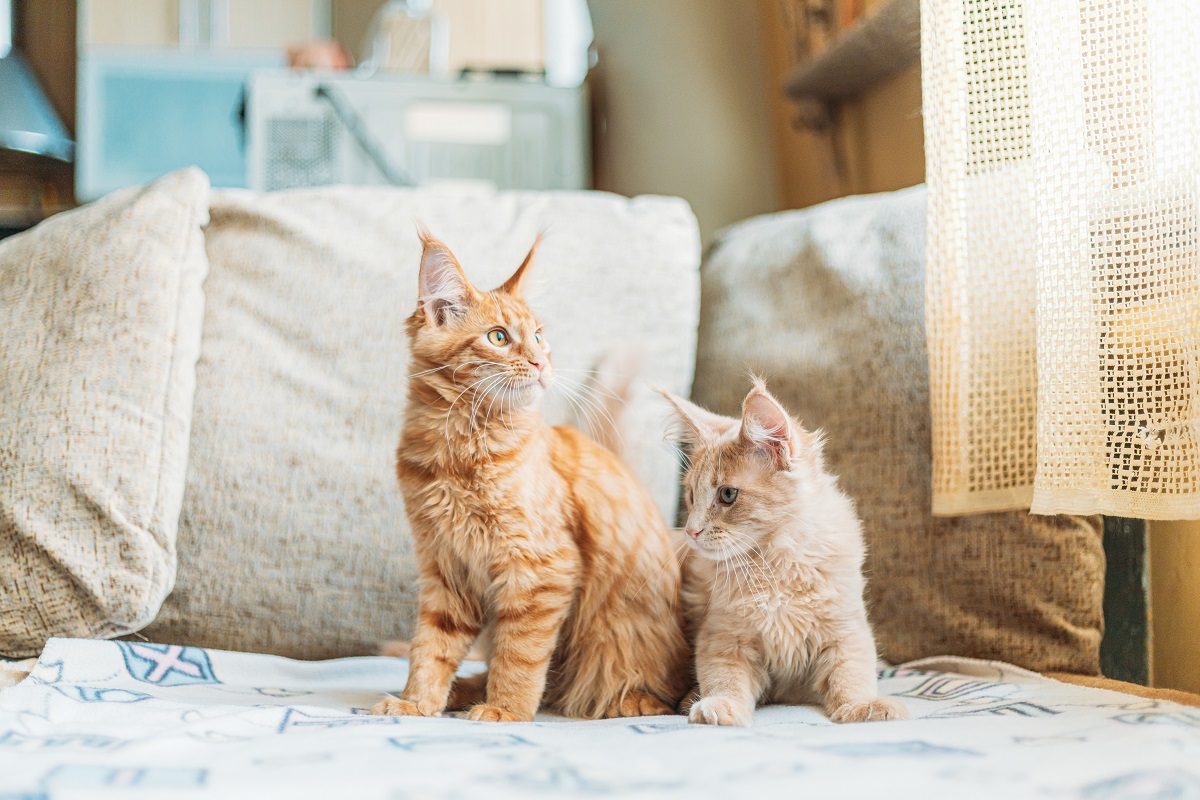 Kleszcz u kota – jak sobie z nim poradzić? Produkty ochronne dla kotów