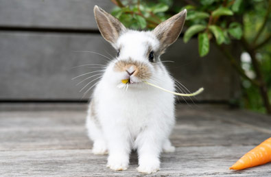 Dieta królika – czym najlepiej karmić króliki?