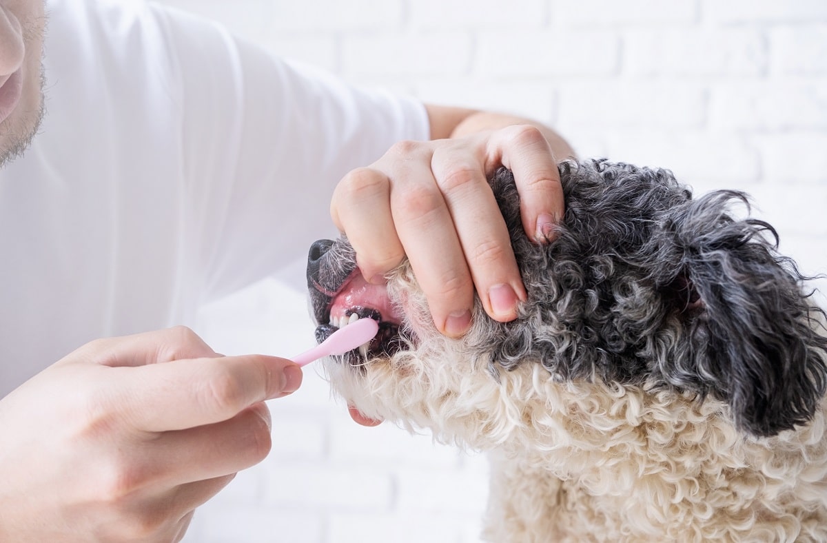 Jak myć psu zęby? Porady i niezbędne akcesoria