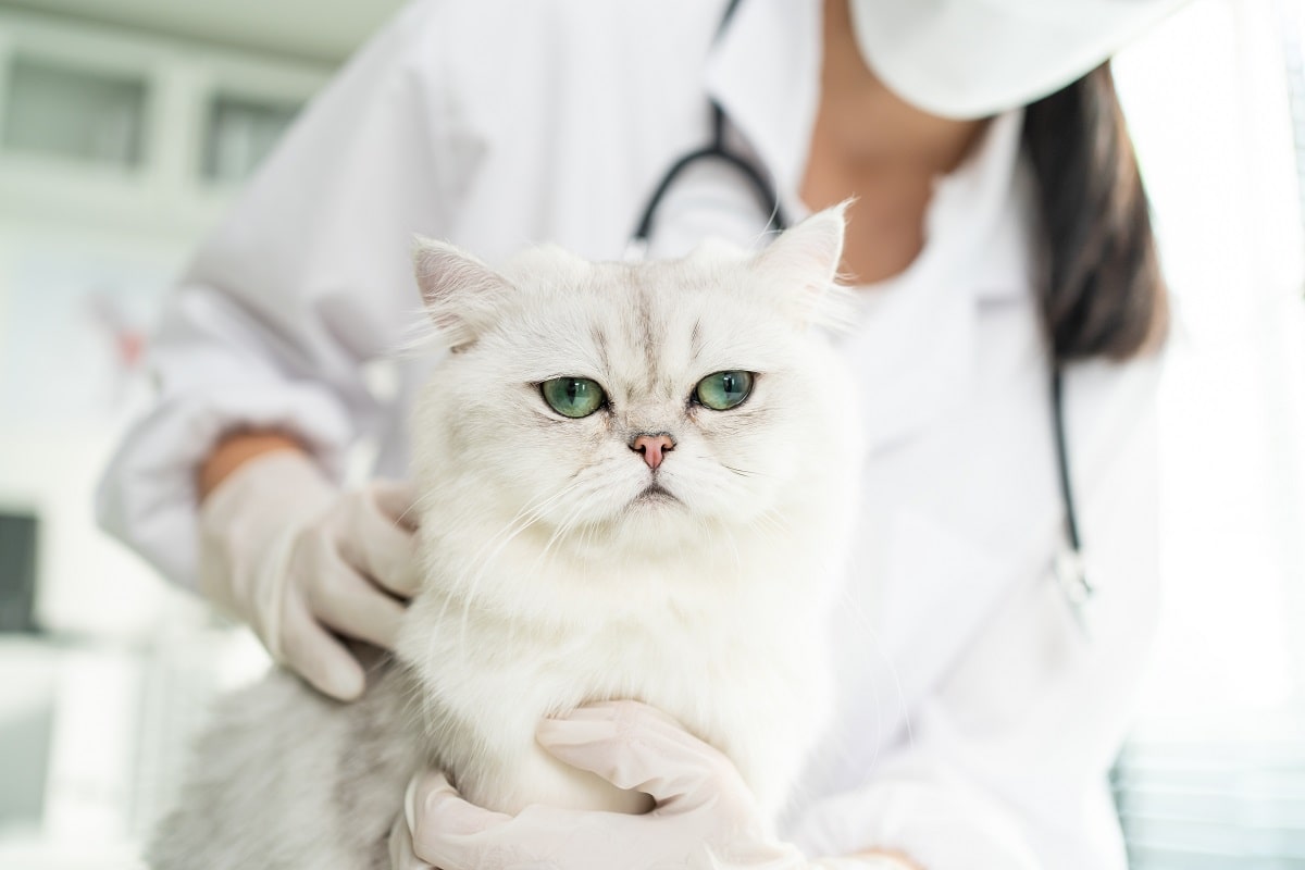 Padaczka u kota – jak pomóc kotu z epilepsją?