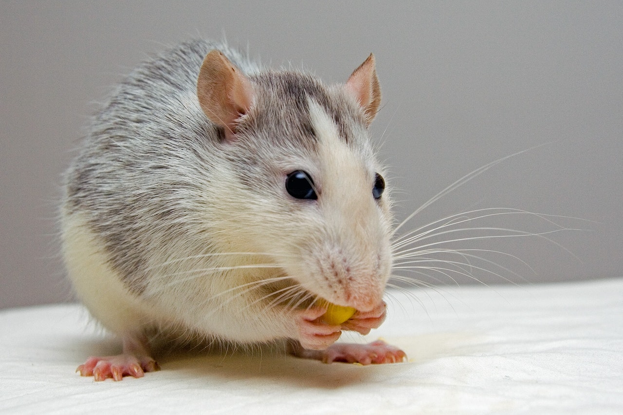 Karma dla szczura – składniki, których nie może zabraknąć w diecie