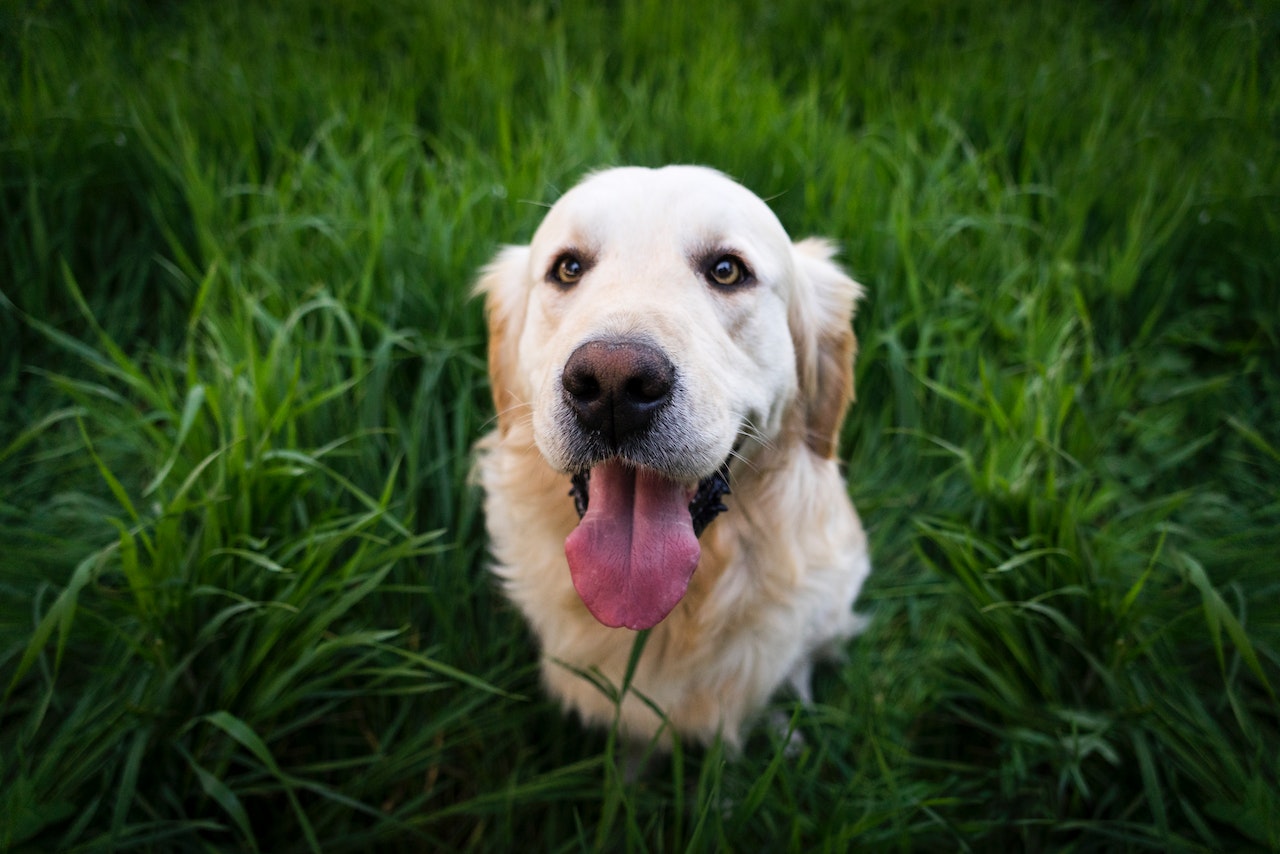 Trening psa z użyciem smaczków jako efektywna metoda budowania więzi i umiejętności