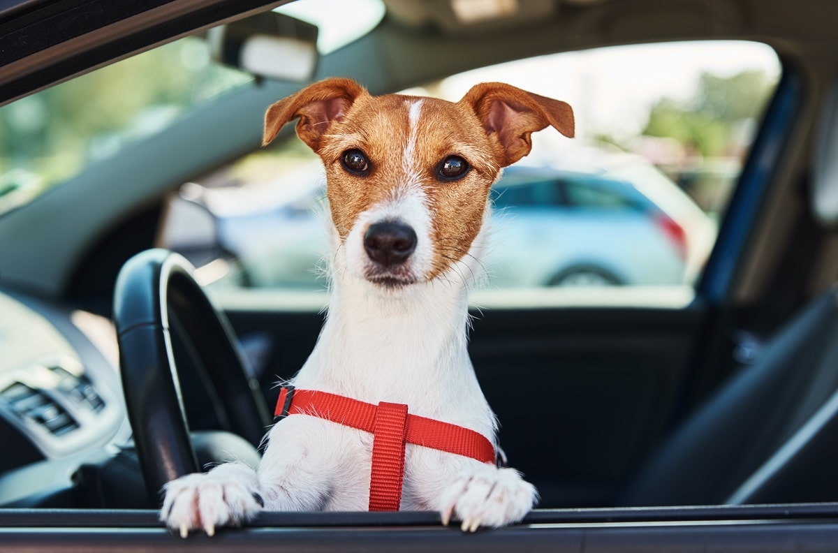Jak przewozić psa w samochodzie? Zorganizuj podróż z pupilem