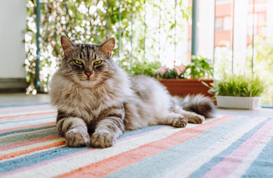Siatka na balkon dla kota – jaką wybrać i jak zamontować?