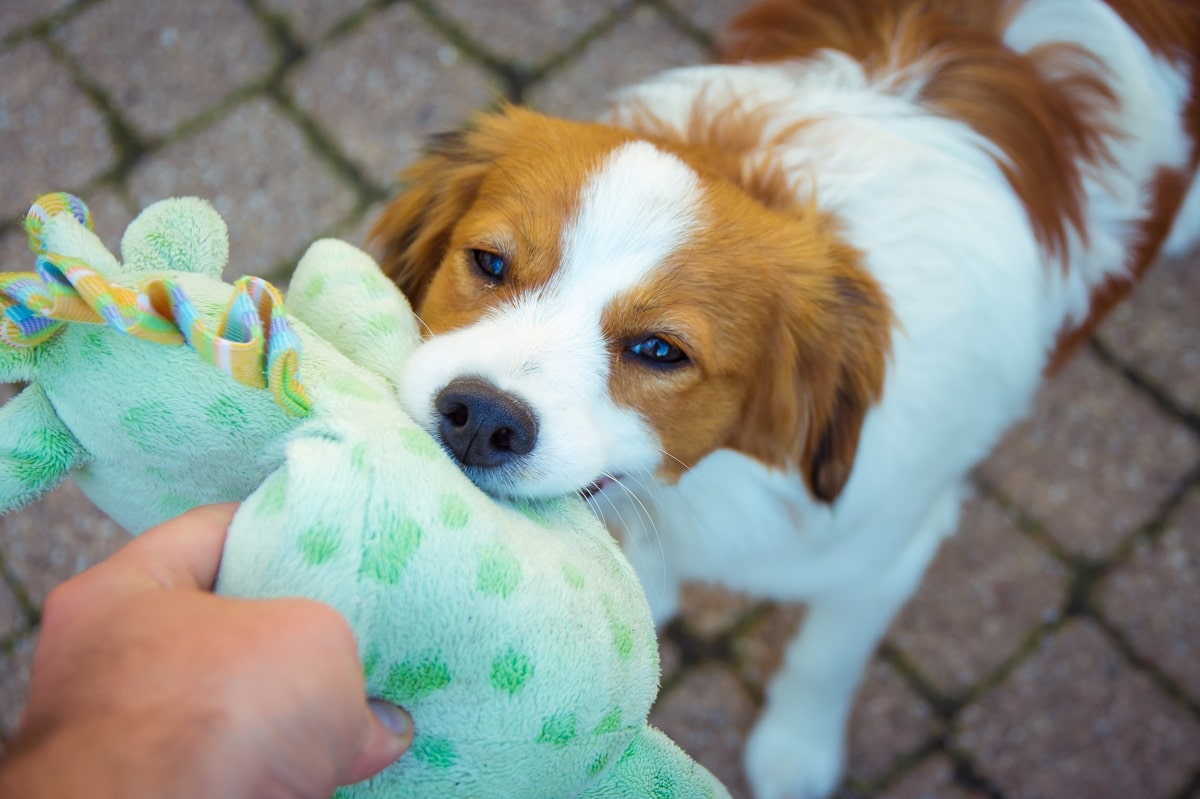 Jak oduczyć psa gryzienia przedmiotów? Sprawdzone porady
