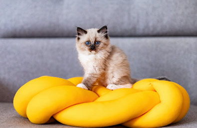 Wyprawka dla kota – co powinno znaleźć się na Twojej liście zakupów?