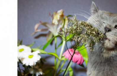 Rośliny trujące dla kotów - jakich należy unikać?