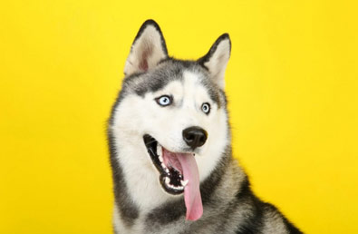 Husky - wytrzymały i niezależny pies z mroźnej Syberii