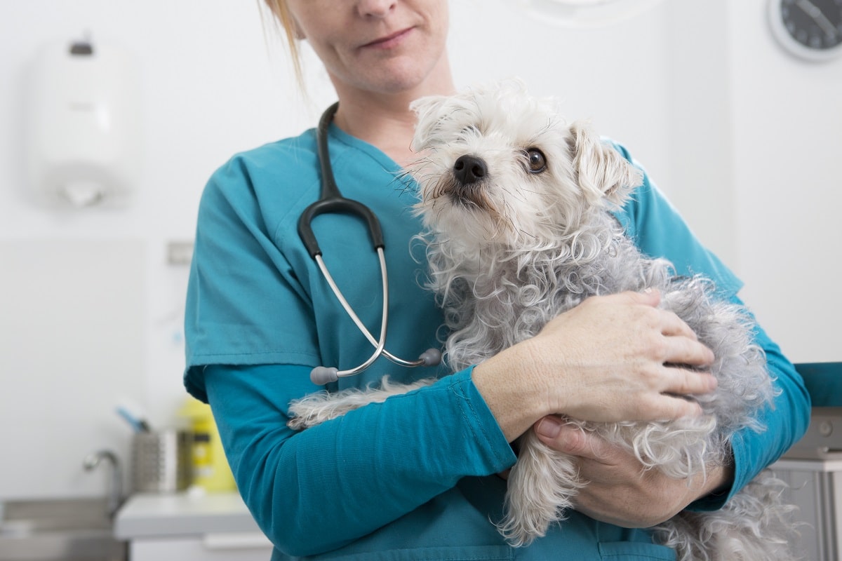 Zapalenie trzustki u psa – przyczyny, objawy, leczenie