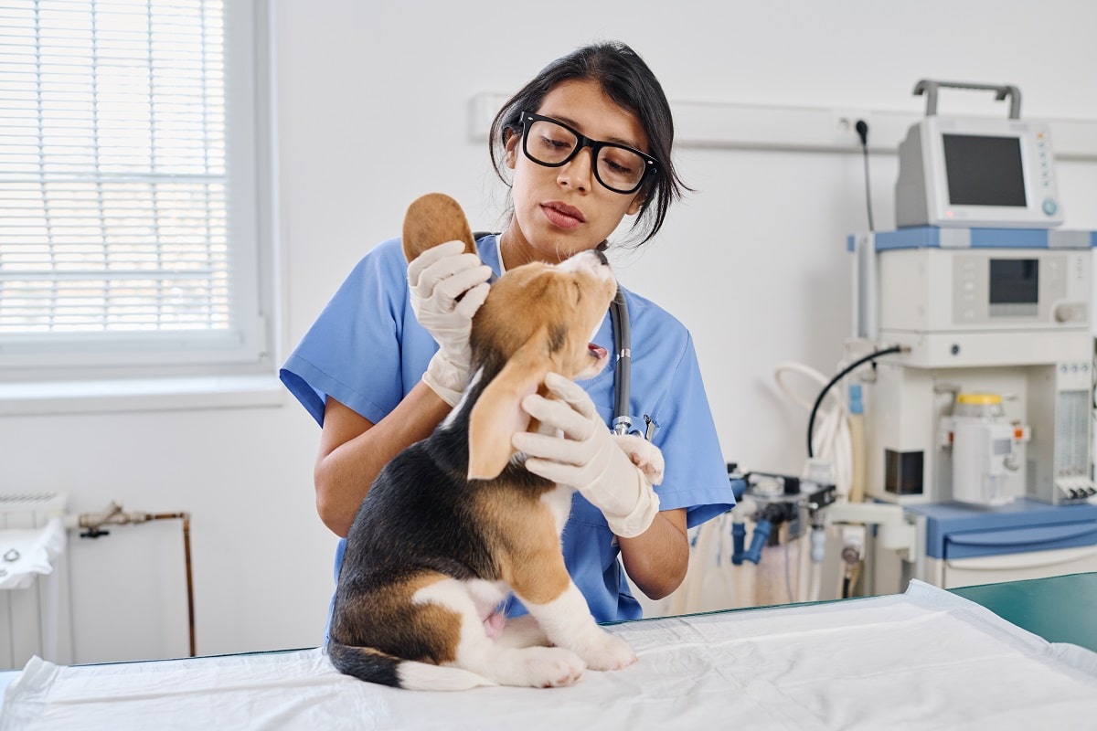 Zapalenie ucha u psa – kiedy udać się do weterynarza?