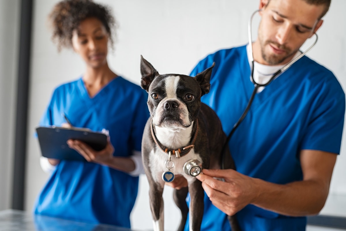 Padaczka u psa – przyczyny, objawy, leczenie