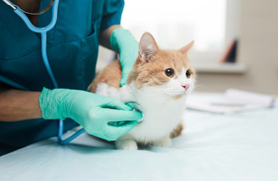 Szczepienie kota – kalendarz szczepień dla opiekunów kotów