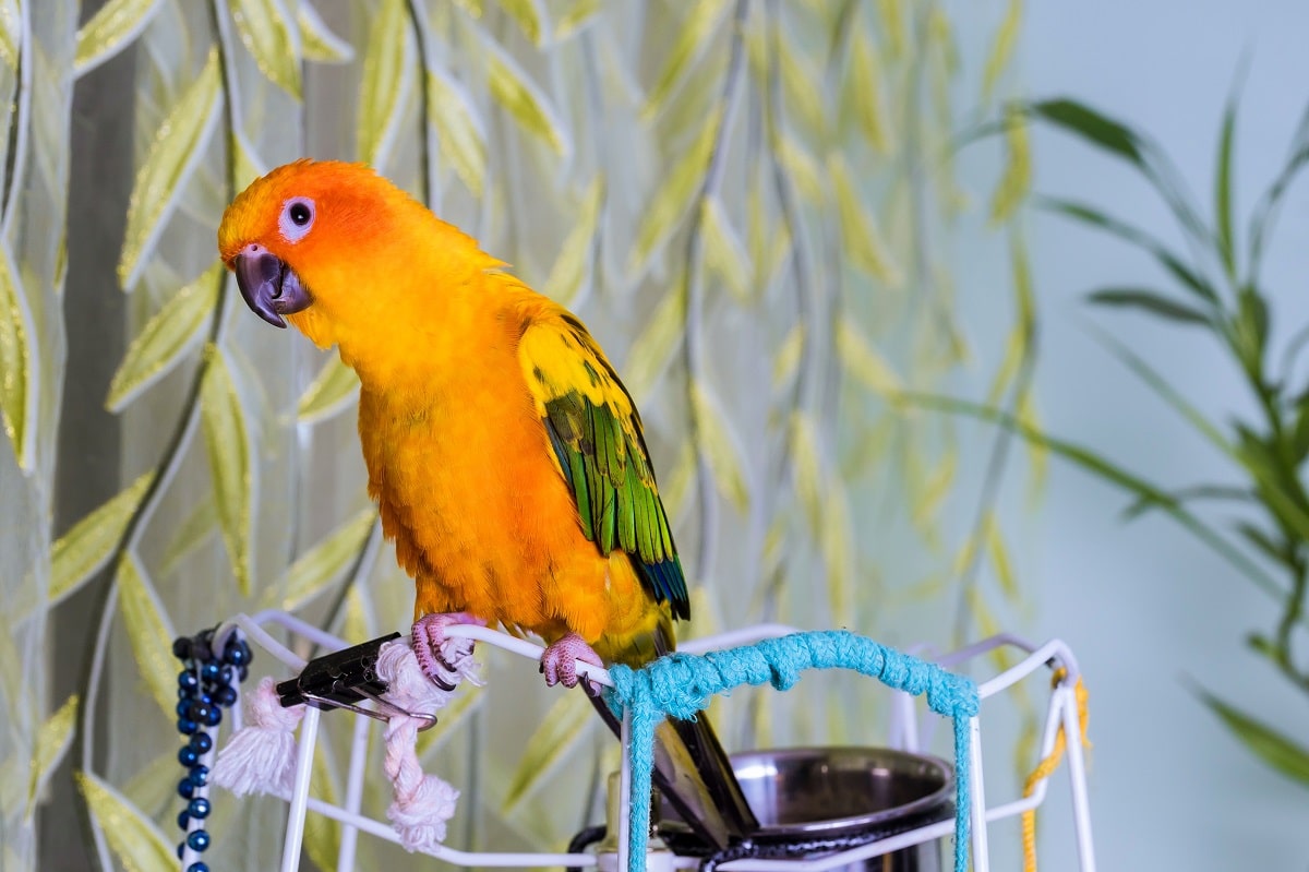 Jak wybrać zabawki dla papug? Kompleksowy poradnik